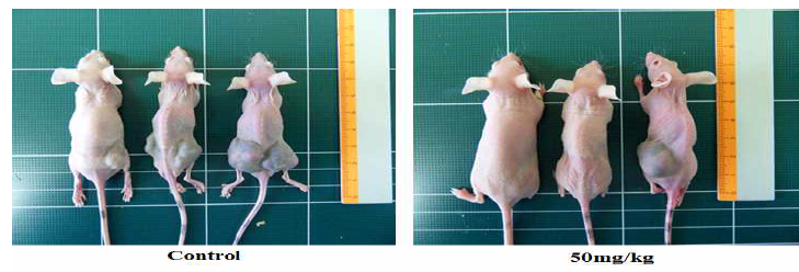 CE inhibits hepatocellular carcinoma tumor growth in balb/c nude mice. Balb/c nudemice inplanted with HepG2 xenografts were treated with CE as indicated for 50 days. Tumor formation was visualized by photograph