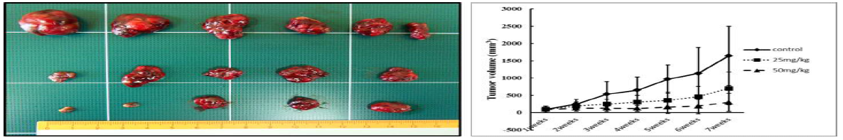 CE inhibits hepatocellular carcinoma tumor growth in balb/c nude mice. Balb/c nude- mice inplanted with HepG2 xenografts were treated with CE as indicated for 50 days. Mice tumor was measured 3 times a week