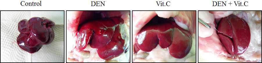 Morphological change of sprague dawley (SD) liver after treatment with DEN and Vit.C. The SD rats were treat for 48 weeks