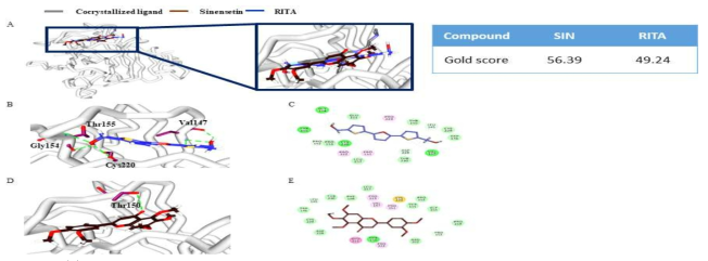 (A) Elucidation of binding modes of the compounds at the active site of the protein target compared to the co-crystallized compound. RITA and SIN occupy the active site as the co-crystallized compounds. The molecular docked compounds were superimposed (left) and enlarged (right). (B) Depiction of the hydrogen bond interactions. (C) Illustration of the comprehensive interactions. (D) Depiction of the hydrogen bond interactions. (E) Illustration of the comprehensive interactions