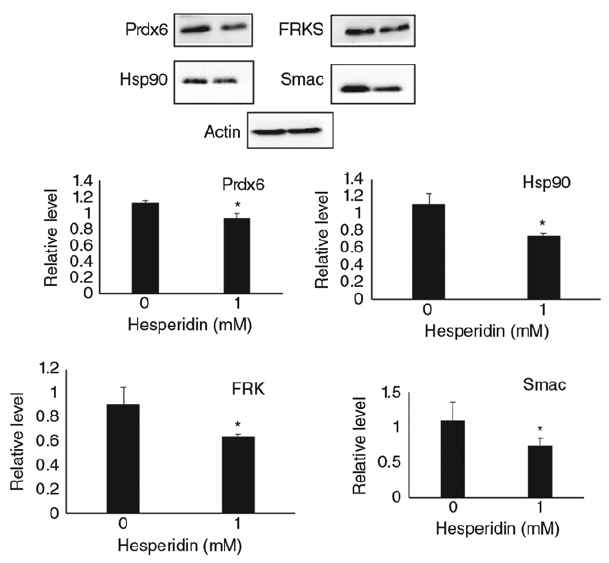 Expression of proteins altered during paraptosis. HepG2 cells were untreated or treated with hesperidin for 24 h and whole cell lysate prepared from these cells were subjected to western blot analysis. Protein level of Prdx6, Hsp90, FRK and Smac/DIABLO are shown relative to the value for untreated control cells. Data represent the mean ± standard deviation of three replicates independent experiments