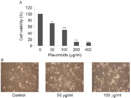 FSB extracts an inhibitory effect on AGS cell viability. AGS cells were treated with the indicated concentrations of FSB for 24 h