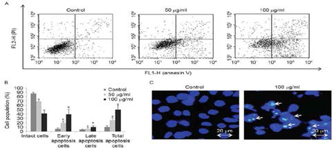 FSB induces concentration -dependent apoptosis in AGS cells. (A, B) Apoptosis was assessed using Annexin V-PI double staining and flow cytometry. (C) AGS cells were stained with Hoechst 33258 and analyzed using fluorescence microscopy (x400)