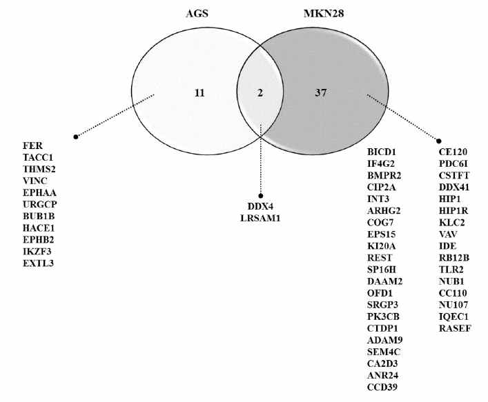 Venndiagram of differentially expressed proteins that are overlapped between AGS and MKN28 cells. A two-way Venn of AGS and MKN28 reveals two proteins that were commonly identified (DDX4, LRSAM1), while 11 and 37 proteins were uniquely identified in AGS and MKN28 cells