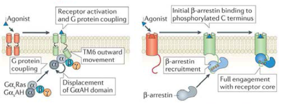 GPCR 활성화 메커니즘의 모식도