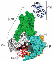 GPCR/G-protein 복합체의 X-ray 결정구조