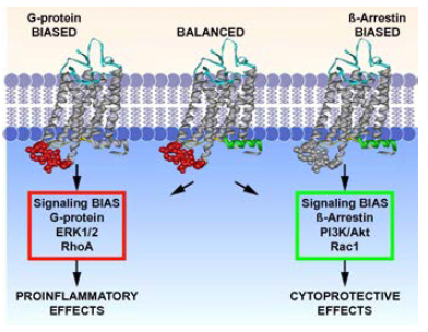 GPCR의 G-protein/β-arrestin과의 결합에 따른 하위 신호전달