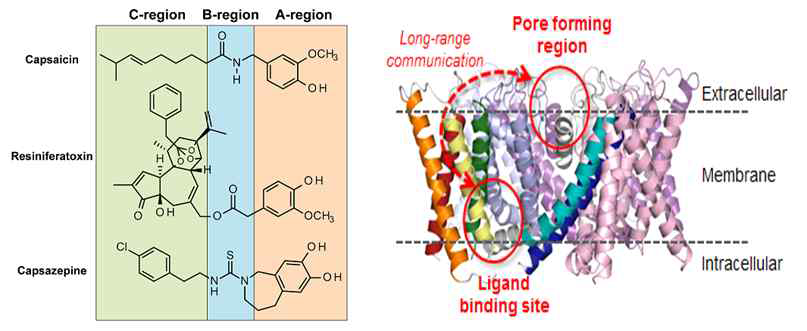 TRPV1 리간드의 약리작용단 및 리간드 결합부위와 pore 형성부위의 위치