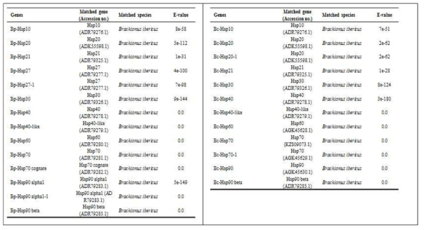 2종의 윤충류에서 발굴된 Heat shock protein 정보