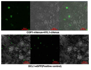 담배에서 COP1과 HYL1 단백질이 in-vivo 결합함을 Confocal microscope로 확인. DCL1-eGFP는 핵의 형광을 확인하기 위하여 사용한 컨트롤 샘플