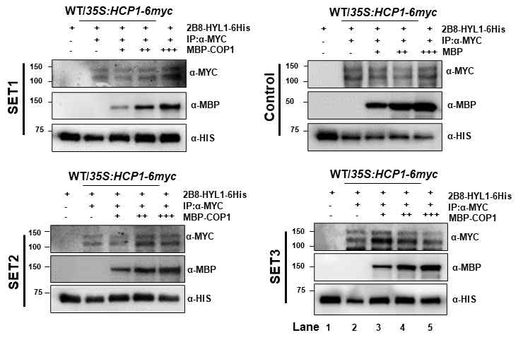 COP1과 HYL1 재조합단백질과, HCP1 과발현체의 crude의 cleavage assay