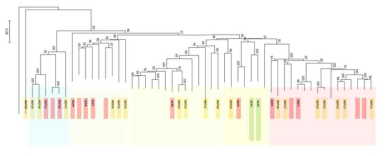 HCP 유전자의 phylogenetic tree 및 cloning이 완료된 HCP 유전자