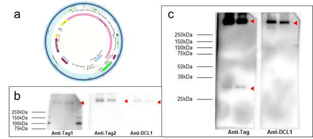 담배 침윤법으로 발현시킨 in-vivo DCL1 complex