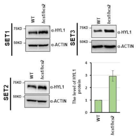 hcp1/hcp2 이중돌연변이체에서 AtHYL1의 단백질 수준을 측정한 결과