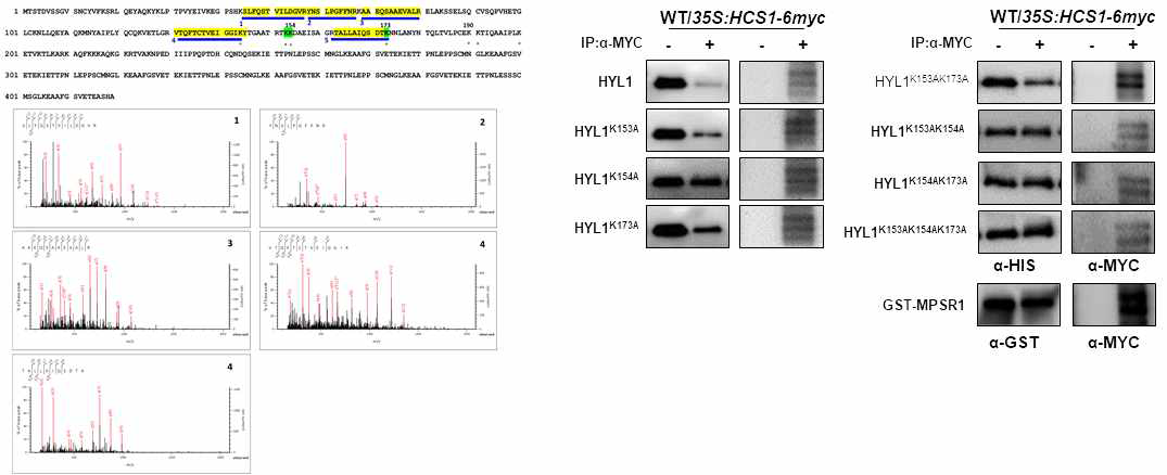 생명정보학적 틀을 이용한, AtHYL1의 cleavage site 탐지 및 해당 site의 아미노산을 missense mutation(K->A)시킨 돌연변이체 HYL1의 과발현체 제작