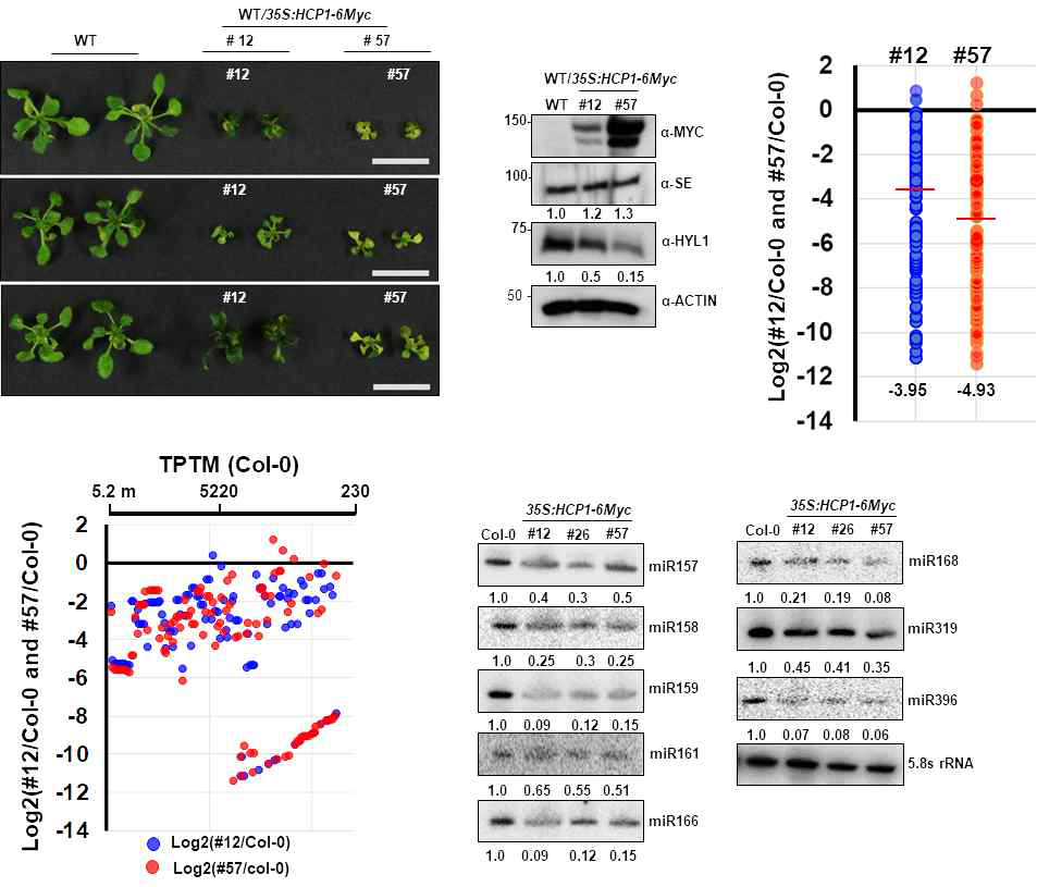 HSP 과발현체 애기장대의 표현형 확인 및 RNA sequence를 통한 과발현체에서 전체적인 mature miRNA의 수준 감소 경향 확인