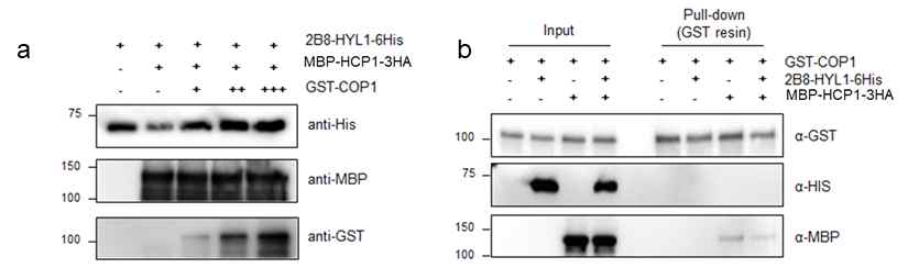 COP1 양의 변화에 따른 HYL1의 cleavage assay 및 COP1과 HCP1의 in vitro pull-down assay
