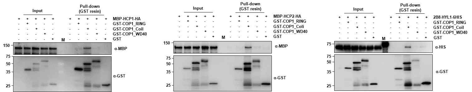 HCP1, HCP, HYL1과 COP1의 in-vitro pull down assay