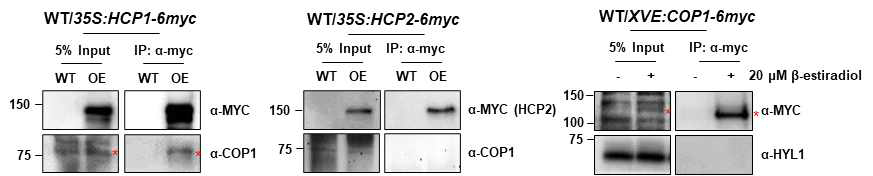 담배침윤법으로 발현시킨 HCP와 COP1의 co-immunoprecipitation 결과