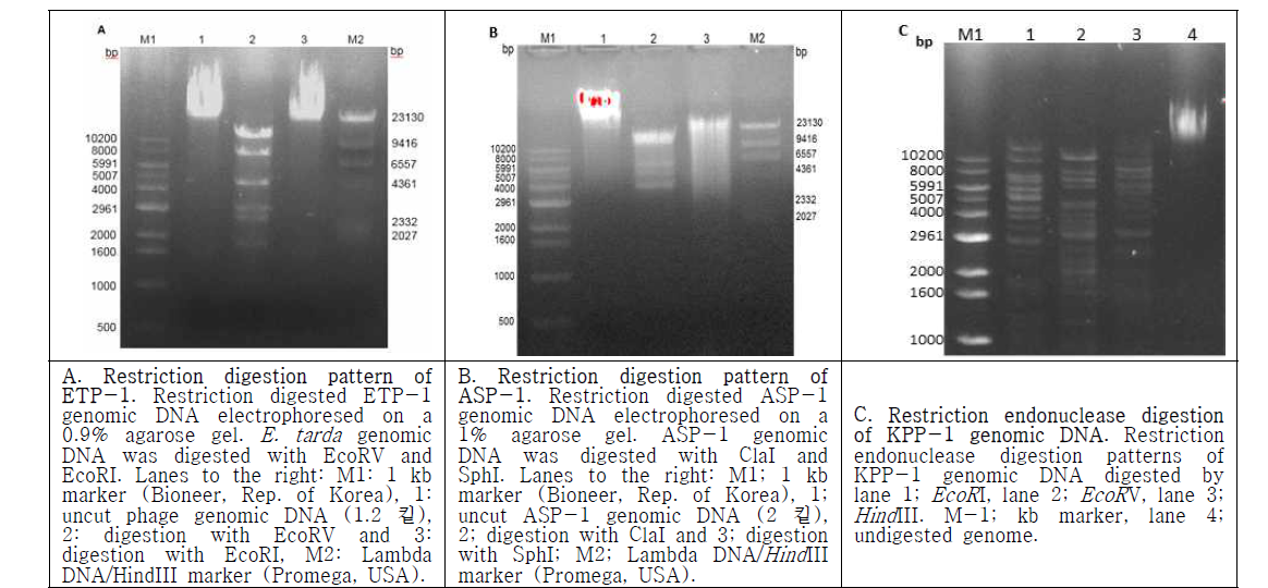 Restriction digestion pattern of ETP-1, ASP-1 and KPP-1