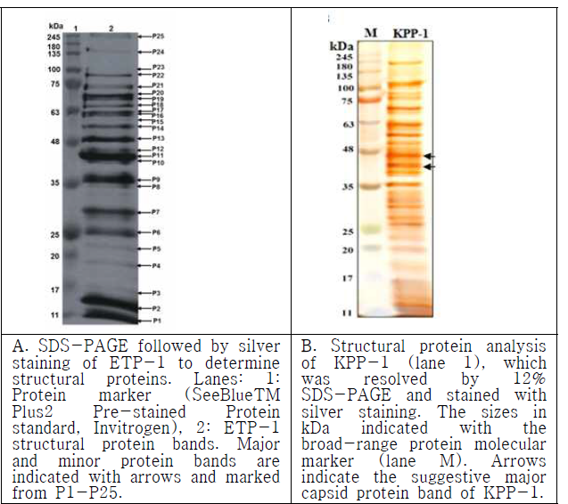 Structural protein analysis of ETP-1, and KPP-1