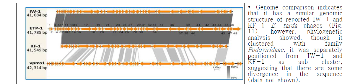 ETP-1 genome comparison with known genomes