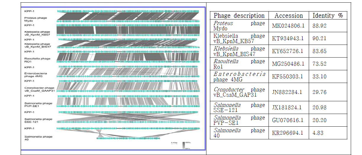 Genome comparison of KPP-1 with Klebsiella and other Myoviridae phages. Easy fig software was used against closest homolog phages