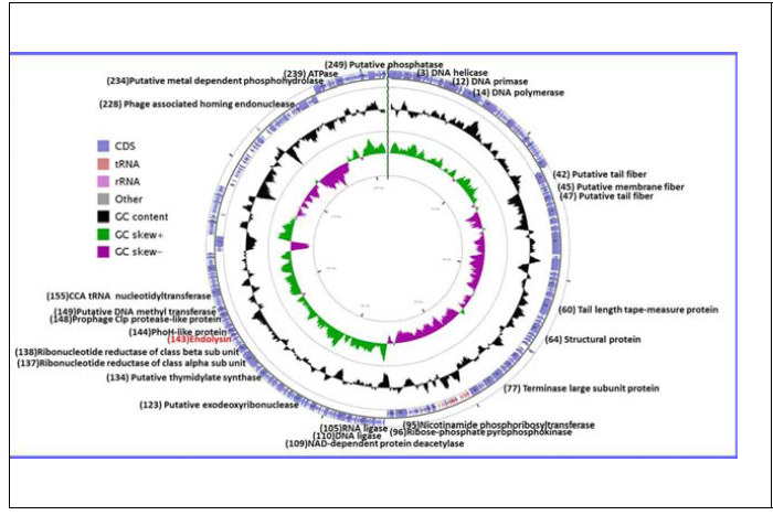 Circular genomic map of bacteriophage KPP-1. Major annotated ORFs were labeled. The direction of arrows represent the direction of transcription