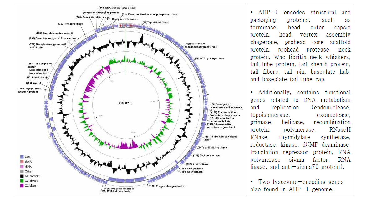 Circular genome map of bacteriophage AHP-1