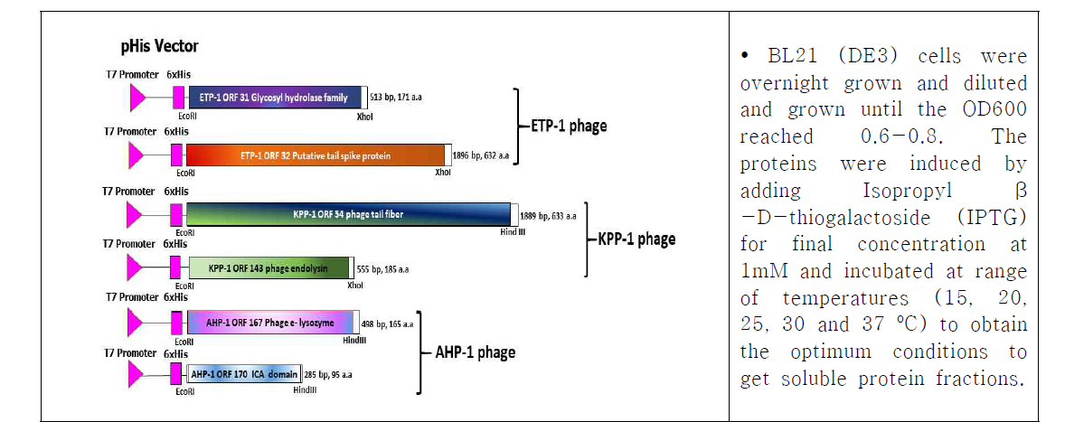 Schematic representation of phage ORFs cloning into Hisparallel1 vector