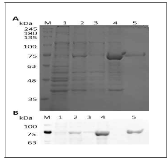 Production of rec. tail spike protein IBs expressing in E. coli protein expression system. A. SDS-PAGE of the purified recombinant ETP-1 tail spike protein IBs. B. Western blotting of the purified recombinant protein proteins with monoclonal anti-His antibody. M. Mol. weight of standard; 1. Before induction; 2. Protein induced with 1mM IPTG at 30 oC for 6h. 3. rec. tail spike protein sol. frac; 4. rec. tail spike protein IBs fraction; 5. Isolated tail spike protein (E. coli)