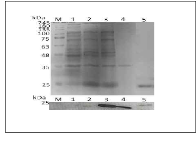 Production of KPP-1 rec. endolysin expressing in E. coli protein expression system. A. SDS-PAGE of the purified KPP-1 rec. endolysin. B. Western blotting of the purified recombinant protein with monoclonal anti-His antibody. M. Mol. weight of standard; 1. Before induction; 2. Protein induced with 1mM IPTG at 30 oC for 6h. 3. rec. endolysin protein sol. frac; 4. rec. endolysin protein insoluble fraction; 5. purified rec. endolysin protein (E. coli)