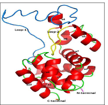 Three dimensional structure of KPP-1 endolysin