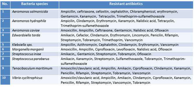 Confirmation of antibiotic resistance of selected host bacteria (indicator strains) used for isolation of phages in this study