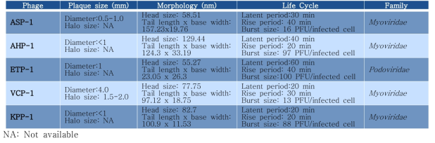 Summary of plaque features, life cycle parameters and morphological characteristic determined from the TEM micrograpgh