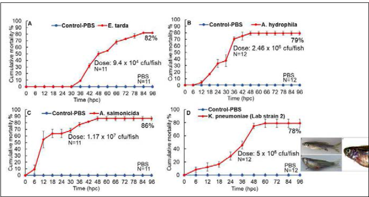 E. tarda, A. hydrophila, A. salmonicida and K. pneumoniae disease models