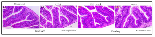 Histopathology of ETP-1 exposed and AHP-1 enriched Artemia fed zebrafish gut tissue