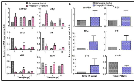 Immune gene expression of zebrafish gut; A) ETP-1 exposure and B) AHP-1 feeding