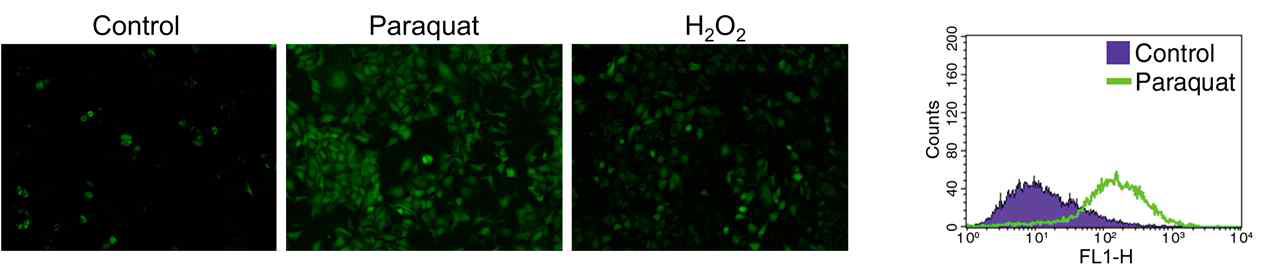 파라쿼트와 과산화수소 처리에 따른 망막색소상피세포 내 활성산소 증가. DCFDA 형광시약을 이용한 형광현미경 사진 (좌측 그림) 및 유세포 분석 그래프 (우측 그림)