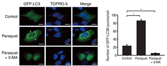 파라쿼트 처리에 의한 망막색소상피세포의 자가포식작용 개시 확인. 형광현미경을 이용한 GFP-LC3 puncta 관찰 (좌측 그림) 및 정량 그래프 (우측 그림)
