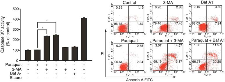 산화스트레스 조건에서 자가포식작용의 세포사멸 억제효과 관찰. 자가포식작용 억제제를 이용한 Caspase 3/7 활성 (좌측 그림) 및 annexin V/PI 유세포 분석 결과 (우측 그림)