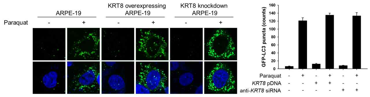 케라틴8 발현량이 다른 망막색소상피세포 내 산화스트레스에 의한 자가포식작용 개시 GFP-LC3 발현 플라스미드 도입 후 형광현미경을 이용하여 GFP-LC3 puncta 관찰 (좌측 그림) 및 정량 그래프 (우측 그림)