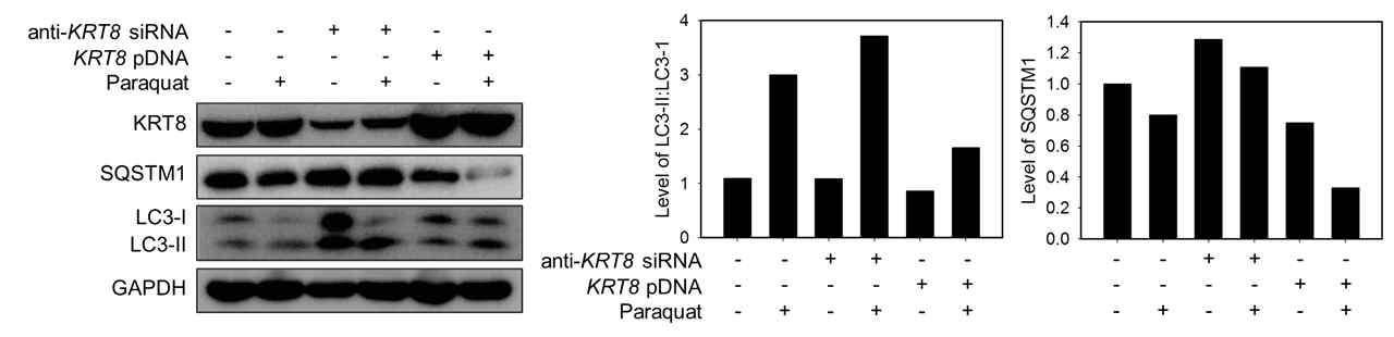케라틴8 발현량에 따른 산화스트레스에 의한 자가포식작용의 흐름(flux) 비교 웨스턴블롯 기법을 이용한 자가포식작용의 마커 단백질 발현 비교 (좌측 그림) 및 밴드 정량 그래프 (중앙/우측 그림)