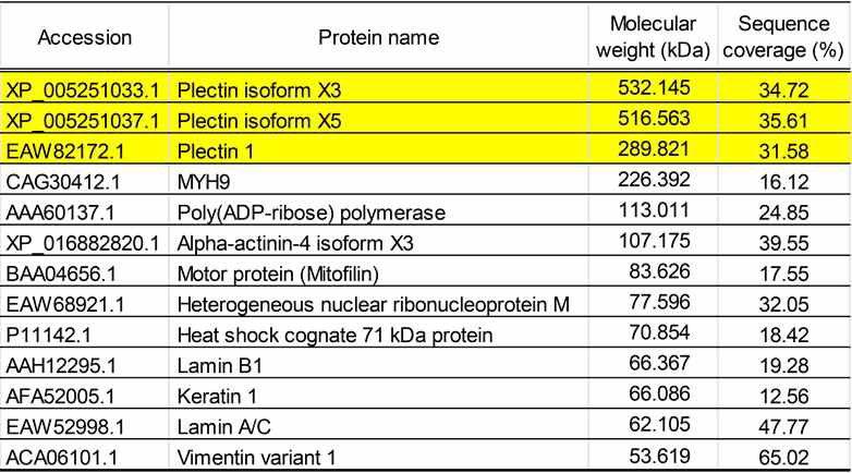 LC-MS를 통한 단백질체 분석으로 케라틴8에 결합하는 단백질 동정. 액틴과 케라틴8 간의 상호작용을 돕는 플렉틴 단백질이 관찰됨