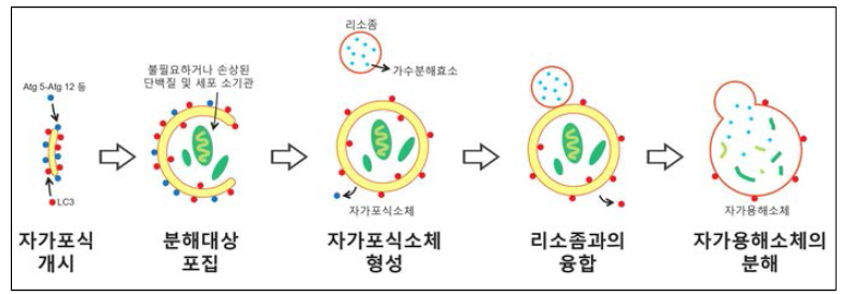 자가포식작용의 단계 모식도