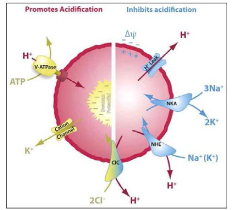 리소좀의 산성화. 수소이온을 들여오는 V-ATPase 펌프와 칼륨이온을 퍼내는 양이온 채널에 의해 리소좀의 산성화가 일어남