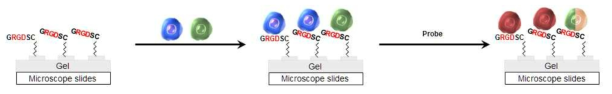 세포마이크로 어레이 위에서의 암세포 및 정상 세포 중 암세포만을 선택적으로 염색 가능함을 확인