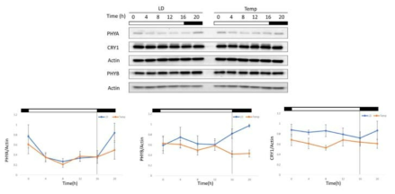 하루주기의 대기온도 변화 조건에서 광수용체들의 발현 변화