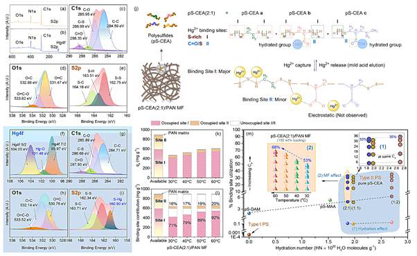 Elucidation of Hg2+ adsorption mechanism on pS-CEA(2:1)/PAN MF(150wt%): XPS elemental survey (a)before and (b)after Hg2+ sequestration; (c)C1s, (d)O1S, (e)S2p spectral lines before Hg2+ sequestration; (f)Hg4f, (g)C1s, (h)O1s, and (i)S2p spectral lines after Hg2+ sequestration; (j)proposed Hg2+ binding mechanisms; (k)qe per identified binding site and (l)contribution of each binding site at different sequestration temperature; (m)summary plot of Hg2+ binding site utilization due to hydration of PS and its incorporation in MF. Adsorption conditions: Co=800mg/L, pH=6; m=40mg; V=50 mL; S/L ratio=0.8g/L; T=30℃; t=12h