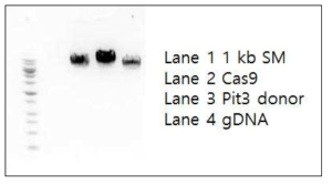 Pitx3 Cas9 DNA 전기영동 사진. Cloning 방법을 이용하여 Pitx3 donor, Pitx3 gDNA, cas9 DNA를 대량으로 배양한 다음 midi-prep 으로 DNA를 준비함. 정확한 DNA 확인을 위해 제한효소 EcoR1, Xho1 으로 잘라서 확인함